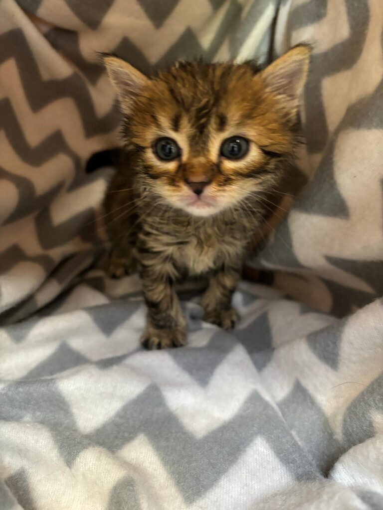 multimedia-foto88592-17-1