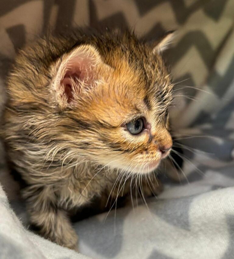 multimedia-foto88593-17-1