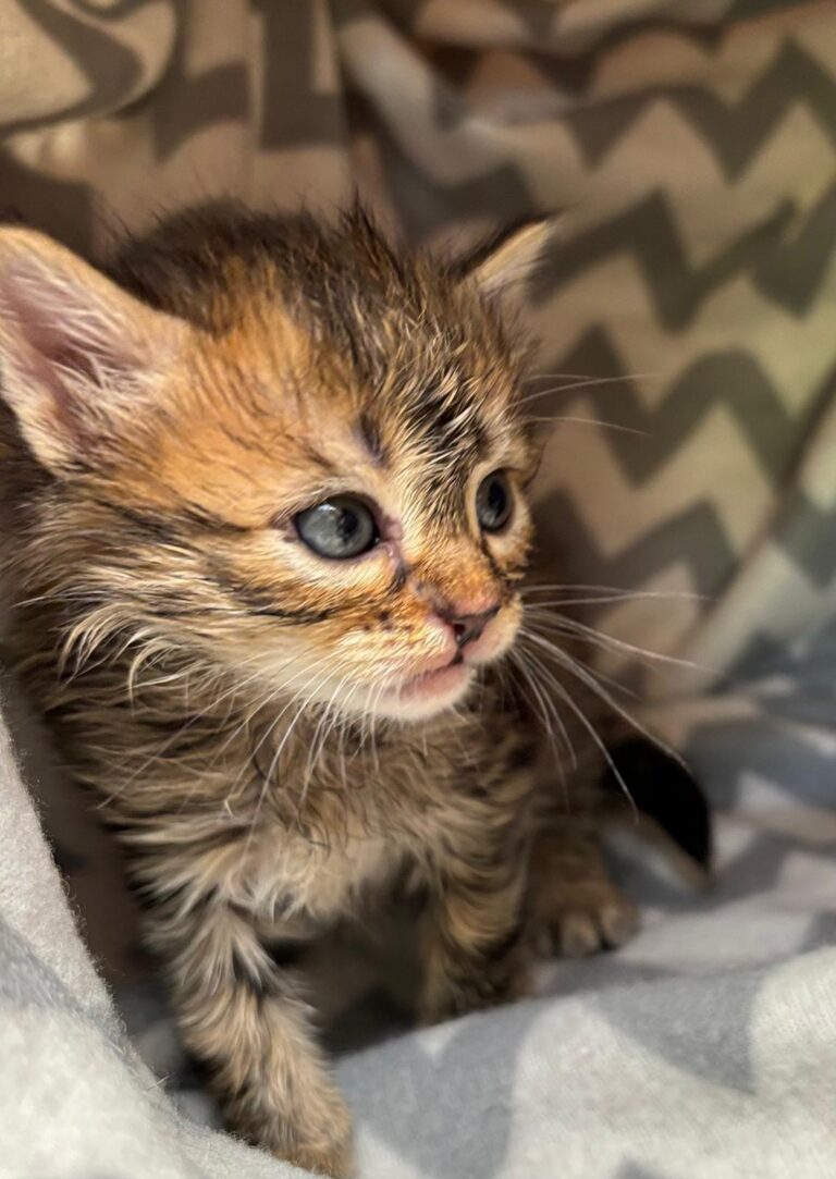 multimedia-foto88594-17-1