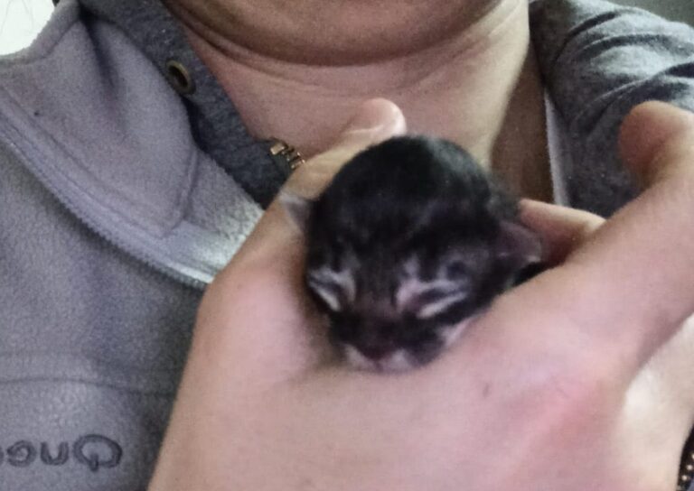 multimedia-foto88605-688-1