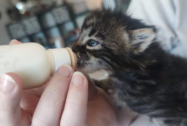 multimedia-foto88606-688-1