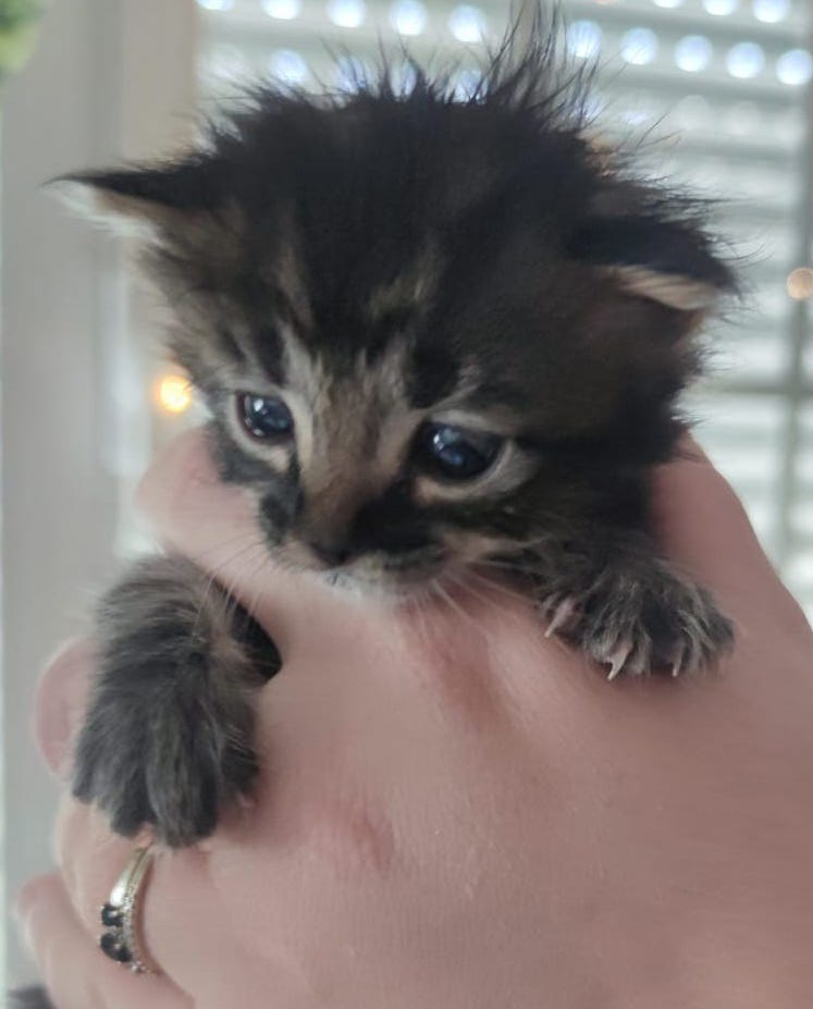 multimedia-foto88607-689-1