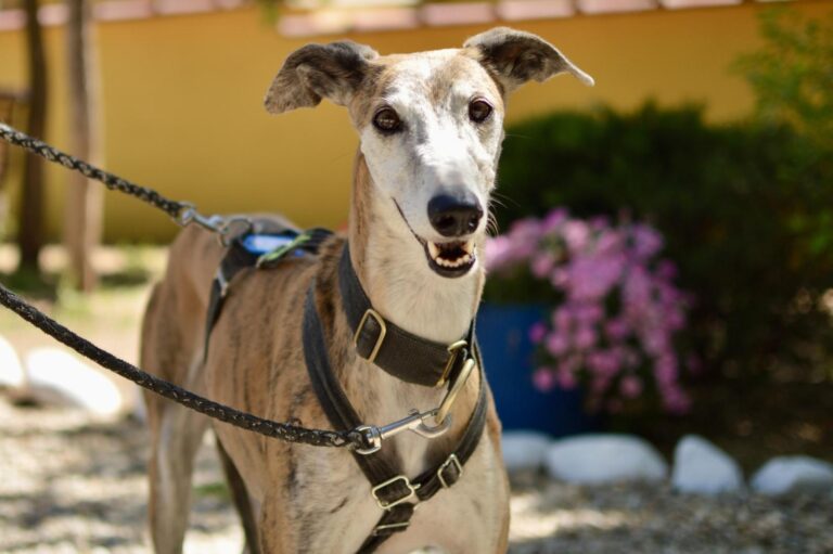 multimedia-foto88626-413-1