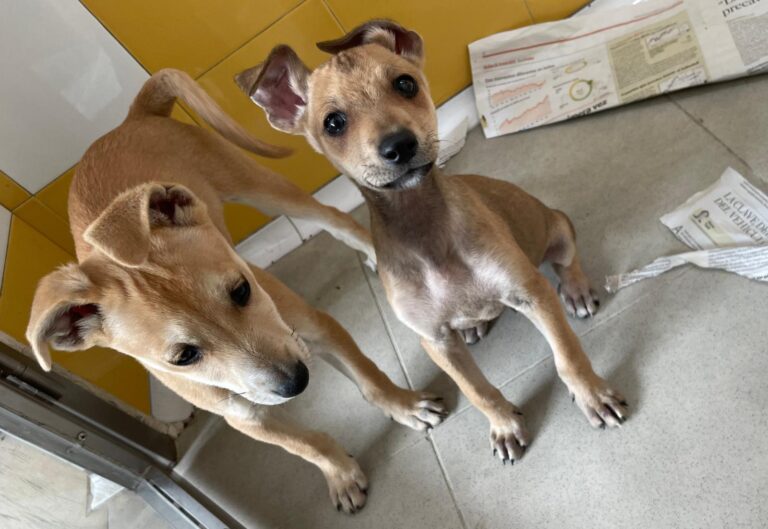 multimedia-foto88637-586-1