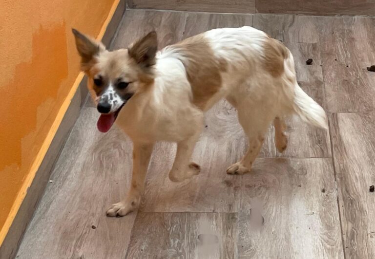 multimedia-foto88694-225-1