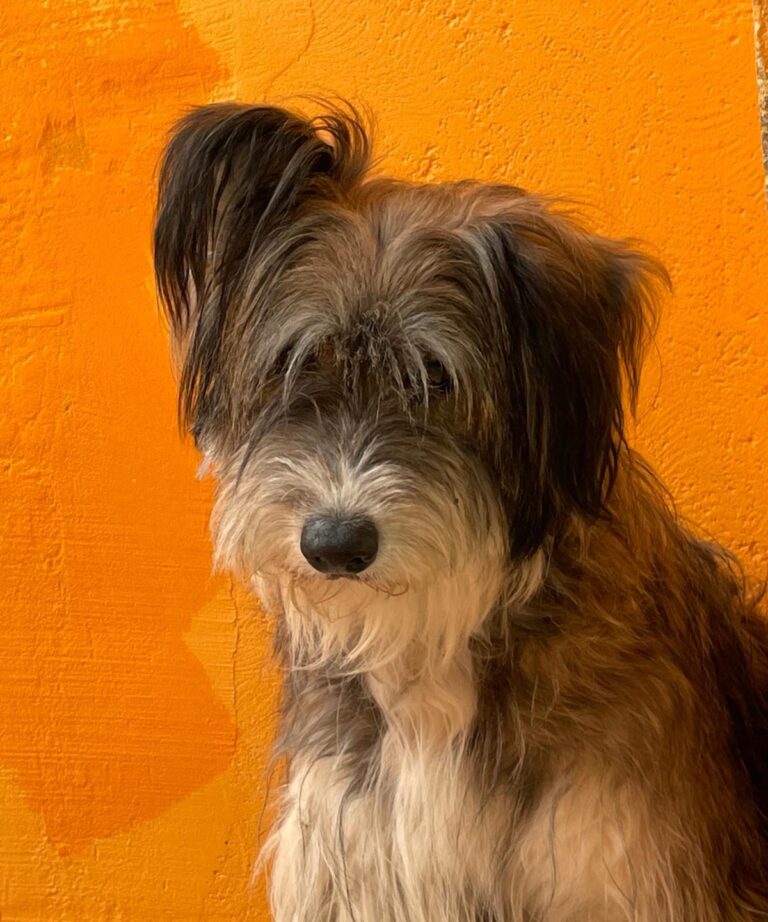 multimedia-foto88697-730-1