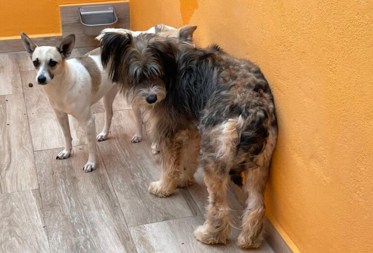 multimedia-foto88698-730-1