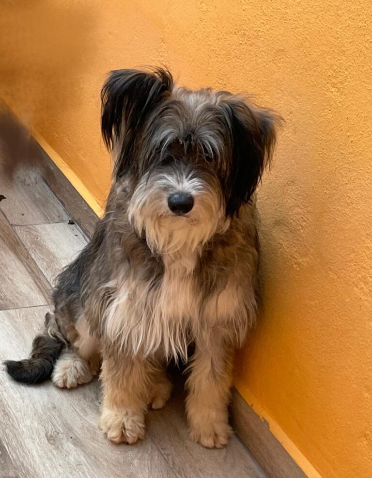 multimedia-foto88699-730-1