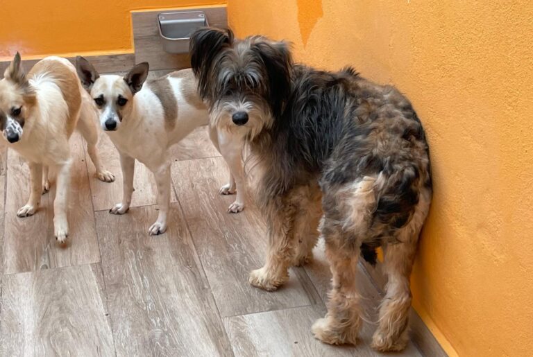 multimedia-foto88703-762-1