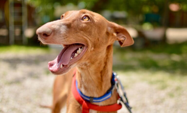 multimedia-foto88720-119-1