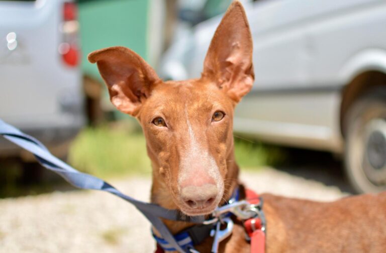 multimedia-foto88722-119-1