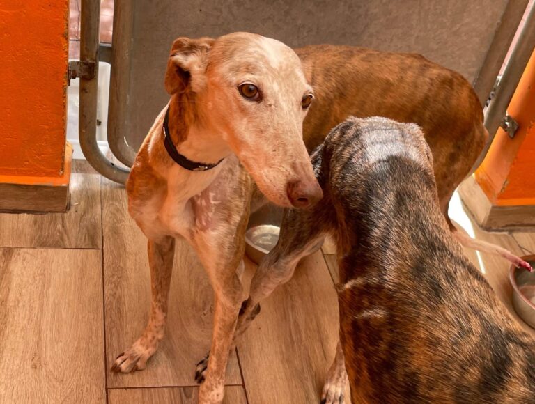 multimedia-foto88723-599-1