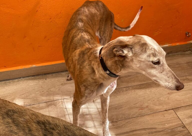 multimedia-foto88724-600-1