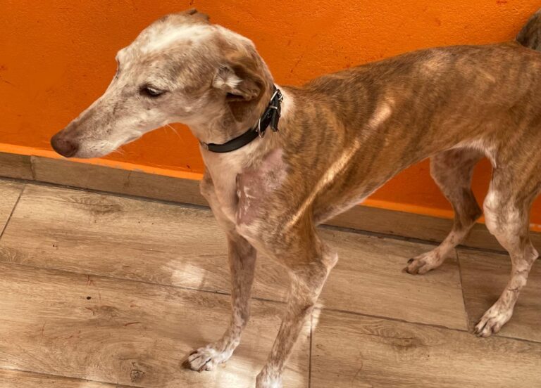 multimedia-foto88725-600-1