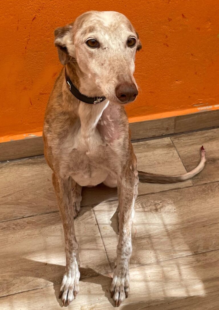 multimedia-foto88726-600-1