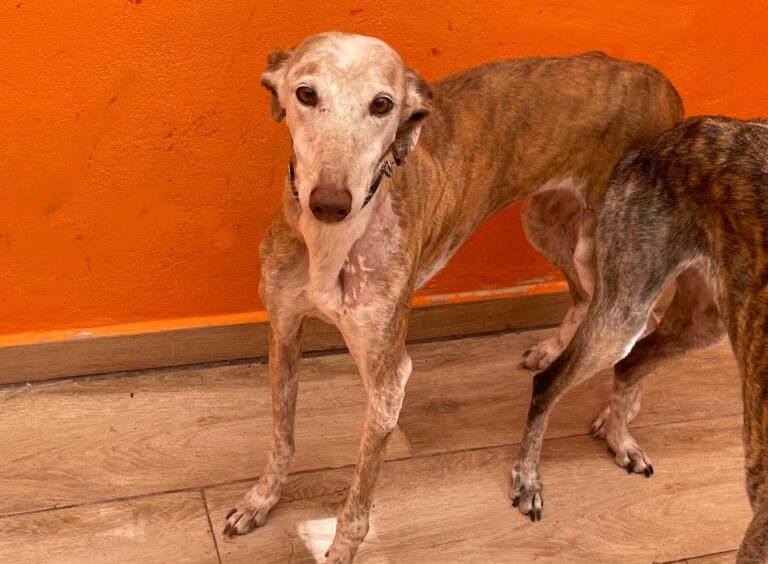 multimedia-foto88727-600-1