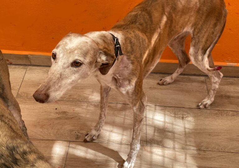 multimedia-foto88728-601-1