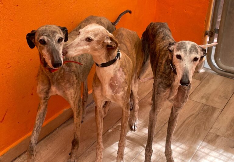 multimedia-foto88729-601-1