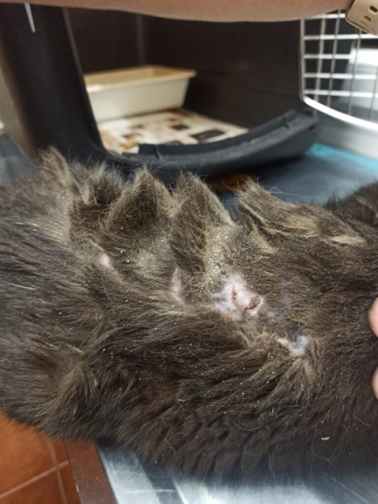 multimedia-foto88757-848-1