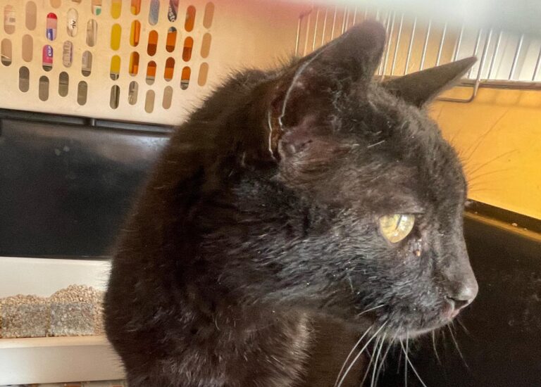 multimedia-foto88764-850-1