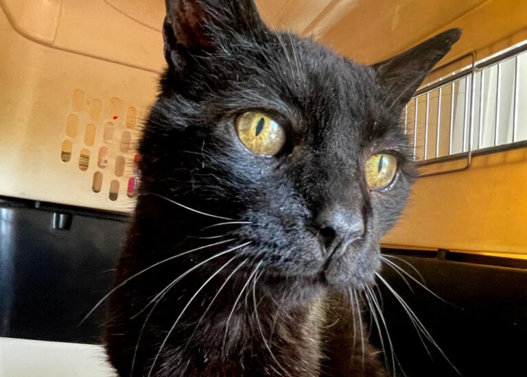 multimedia-foto88765-850-1