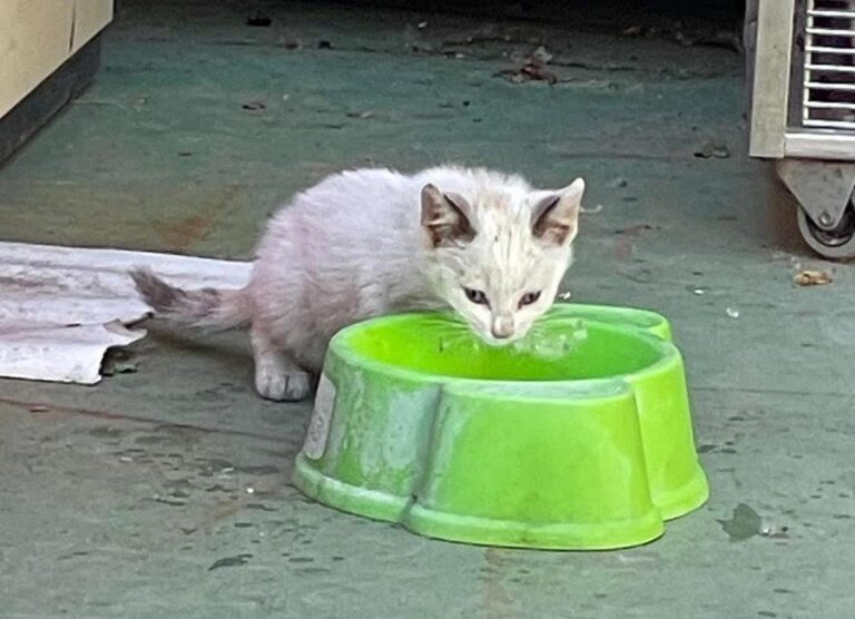 multimedia-foto88768-527-1