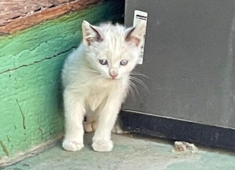 multimedia-foto88770-527-1