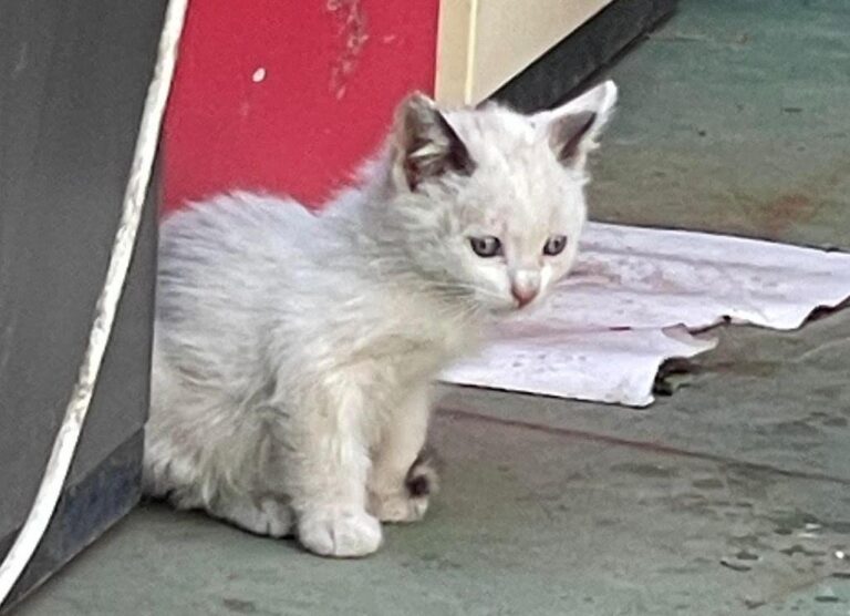 multimedia-foto88771-527-1