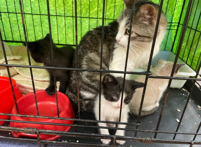 multimedia-foto88781-342-1