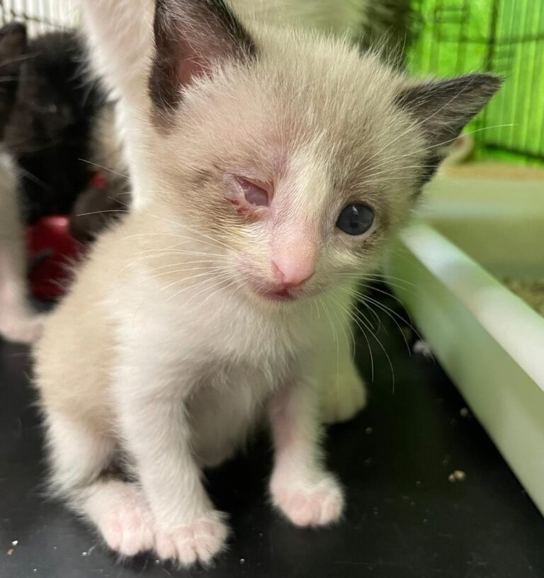 multimedia-foto88784-343-1