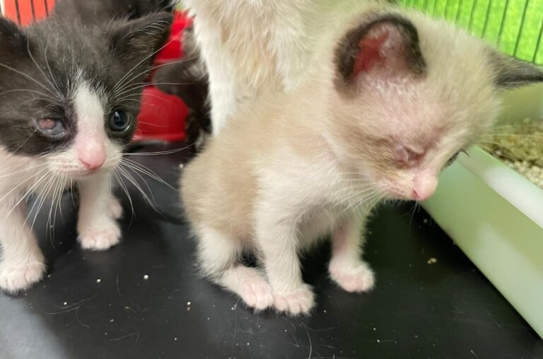 multimedia-foto88785-343-1