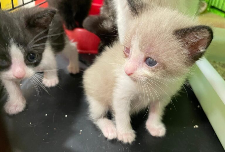 multimedia-foto88786-344-1