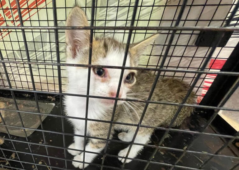 multimedia-foto88811-895-1