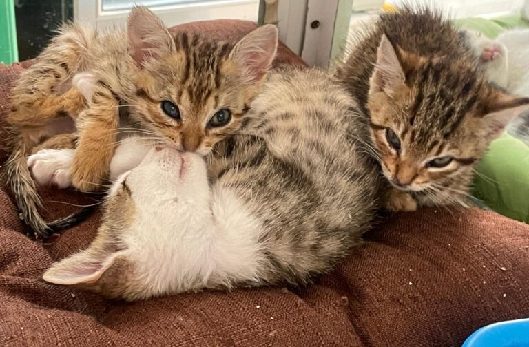 multimedia-foto88812-895-1