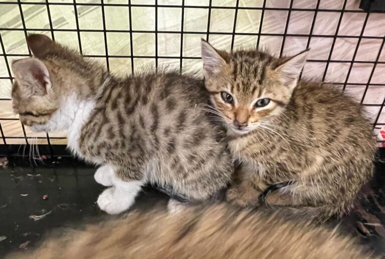 multimedia-foto88813-895-1