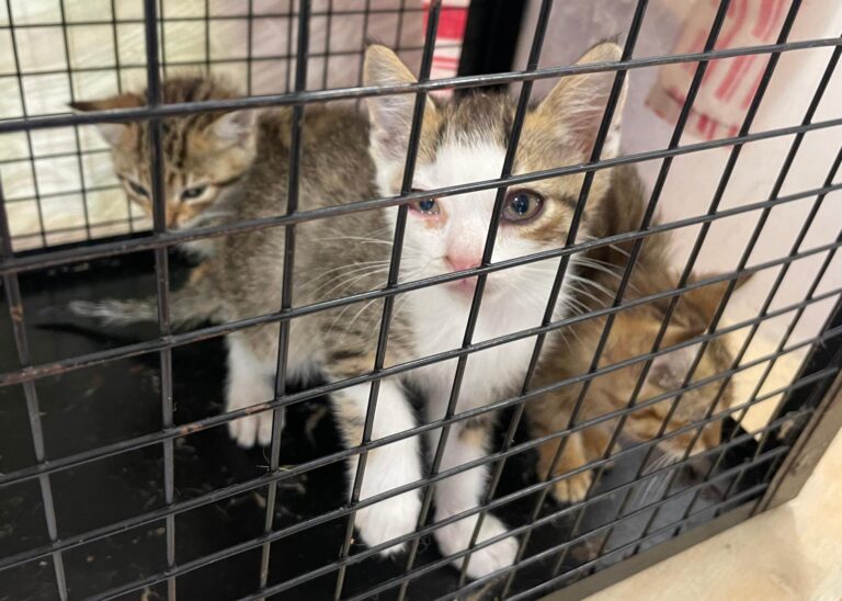 multimedia-foto88814-895-1