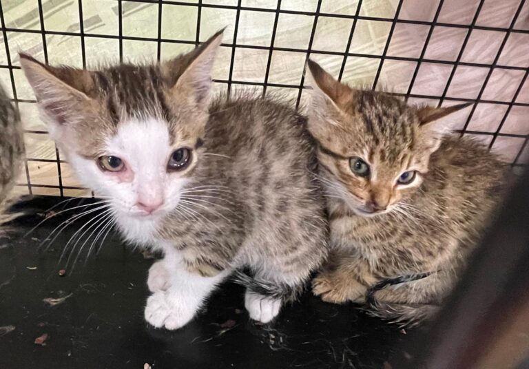 multimedia-foto88815-896-1