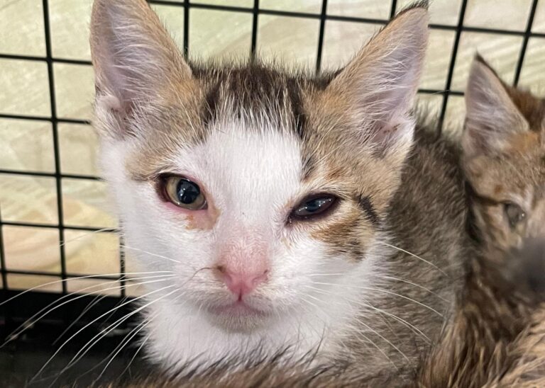 multimedia-foto88816-896-1