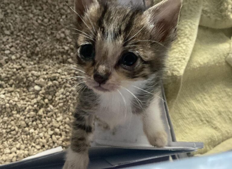 multimedia-foto88823-575-1