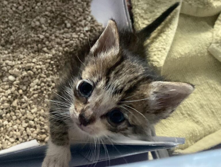 multimedia-foto88825-576-1