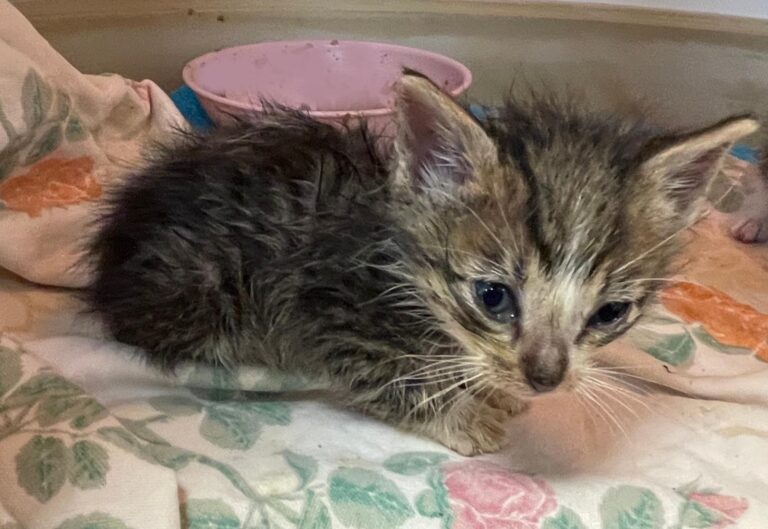 multimedia-foto88826-576-1