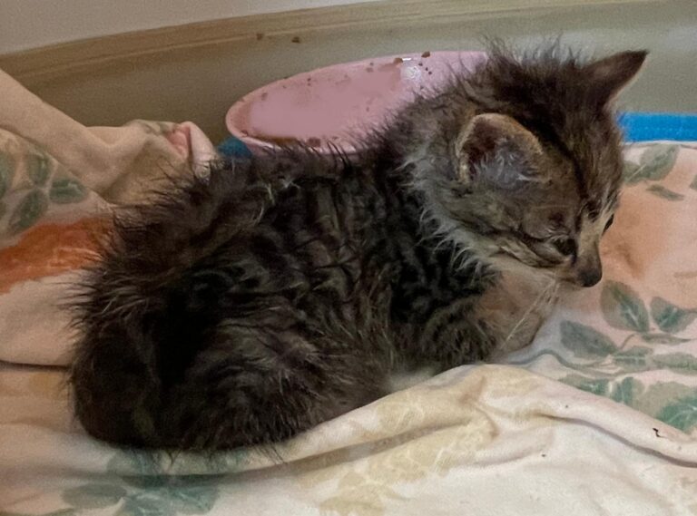 multimedia-foto88827-576-1