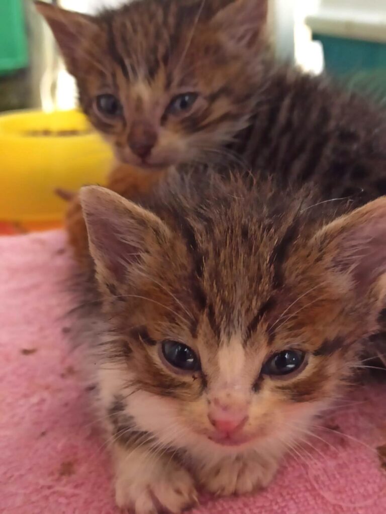 multimedia-foto88828-576-1