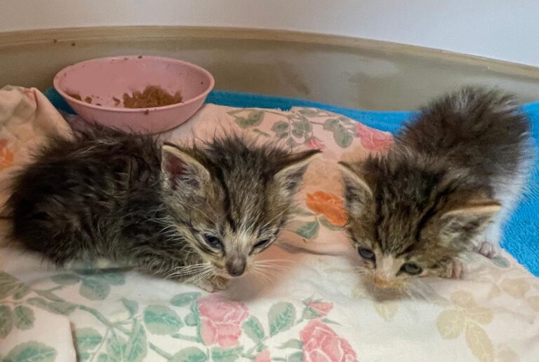 multimedia-foto88829-577-1