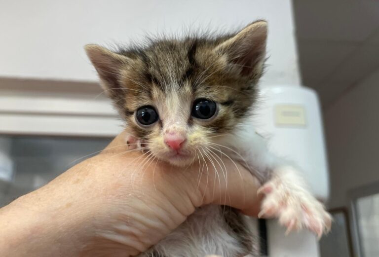 multimedia-foto88831-738-1