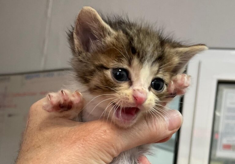 multimedia-foto88832-738-1