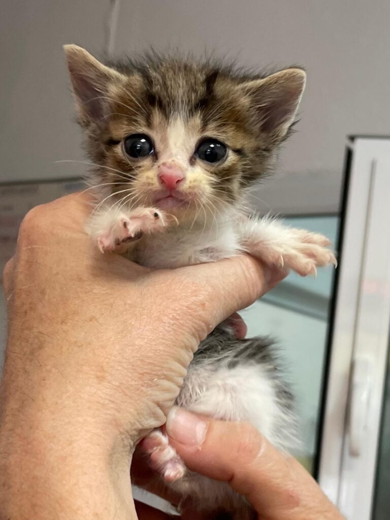 multimedia-foto88834-739-1