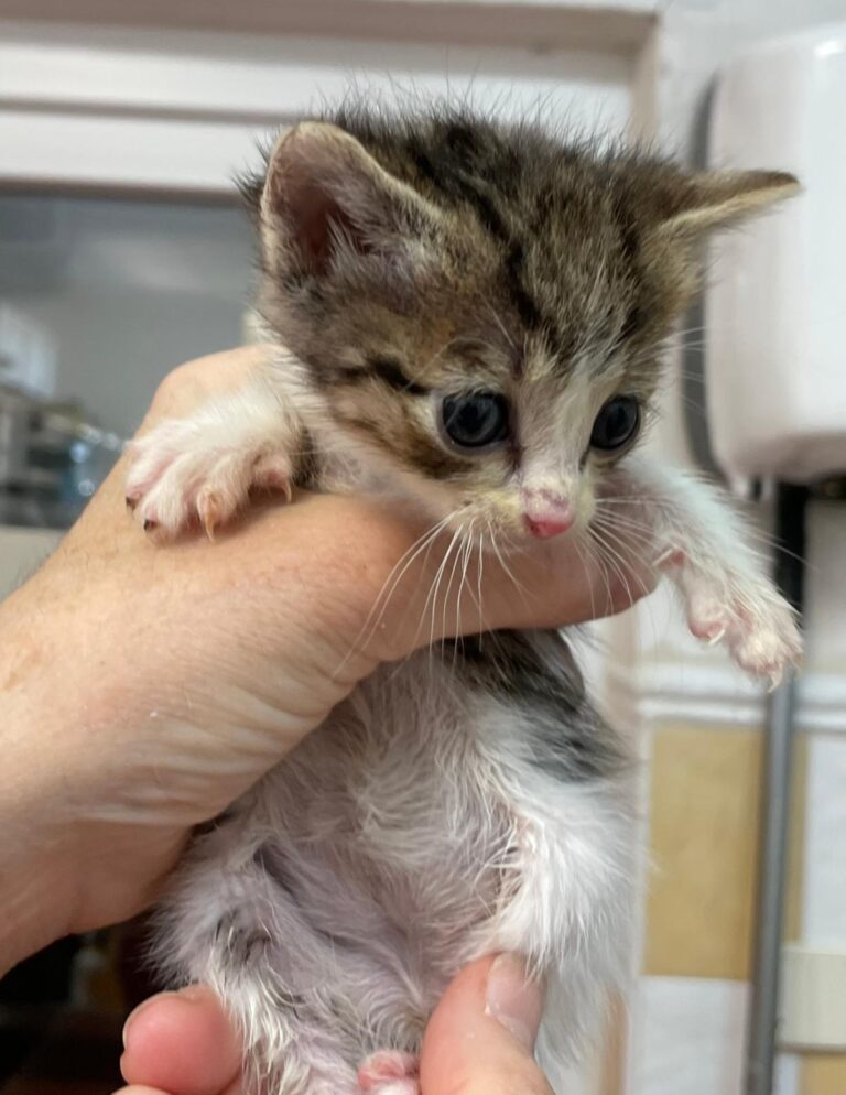 multimedia-foto88835-739-1