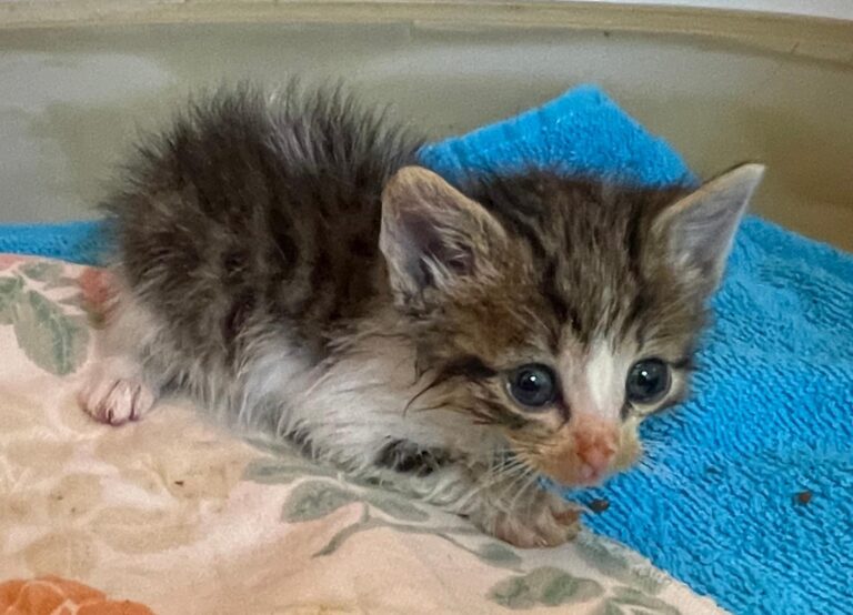 multimedia-foto88837-740-1