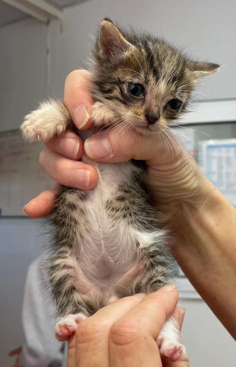 multimedia-foto88838-766-1